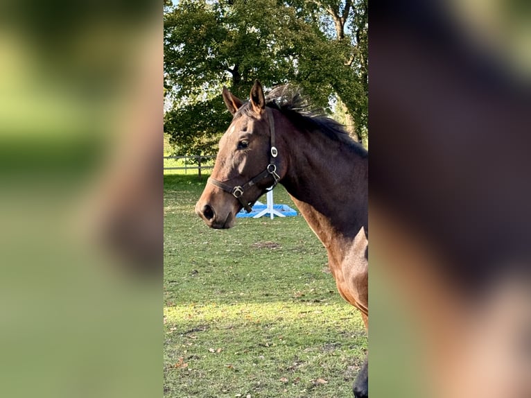 Caballo de salto Oldenburgo Yegua 2 años 168 cm Castaño oscuro in Adelheidsdorf