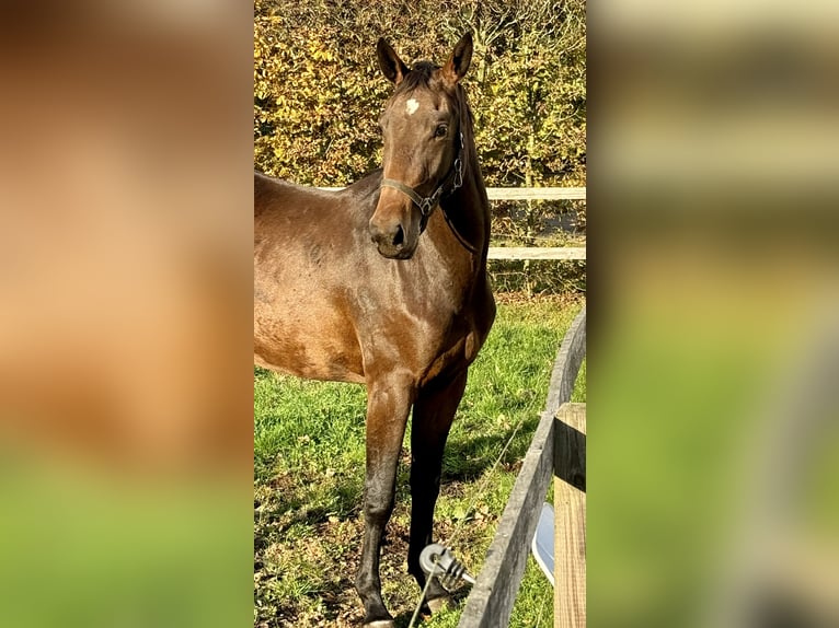 Caballo de salto Oldenburgo Yegua 2 años 168 cm Castaño oscuro in Adelheidsdorf