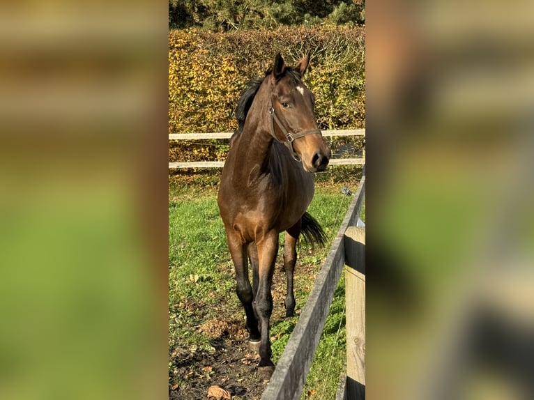 Caballo de salto Oldenburgo Yegua 2 años 168 cm Castaño oscuro in Adelheidsdorf