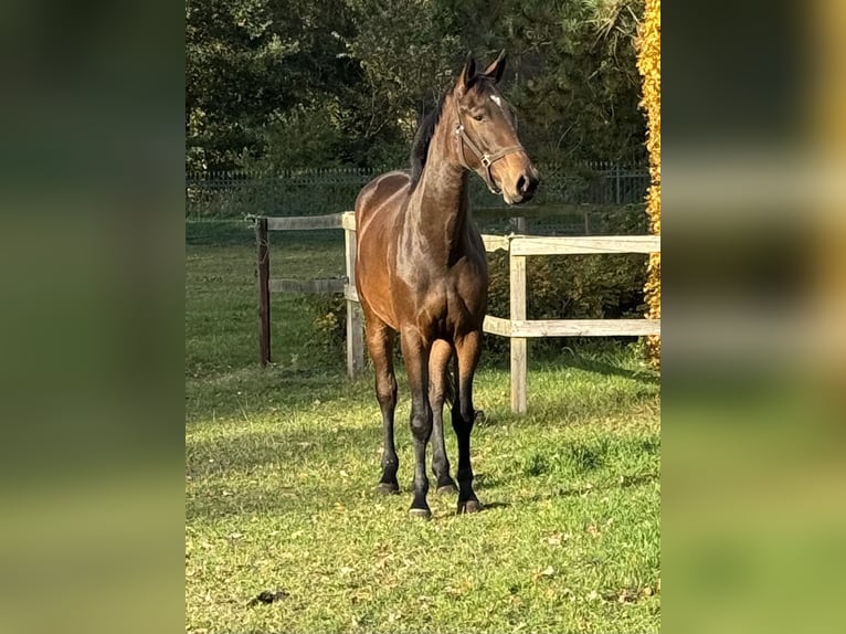 Caballo de salto Oldenburgo Yegua 2 años 168 cm Castaño oscuro in Adelheidsdorf