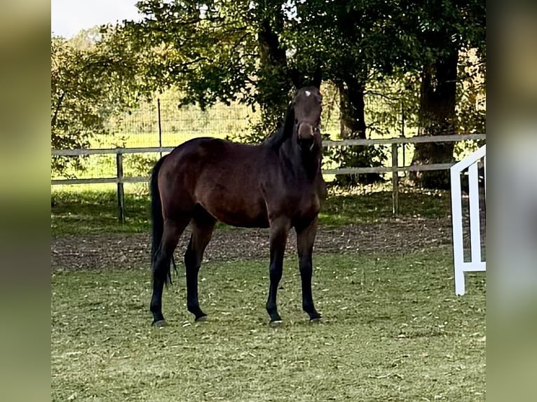 Caballo de salto Oldenburgo Yegua 2 años 168 cm Castaño oscuro in Adelheidsdorf