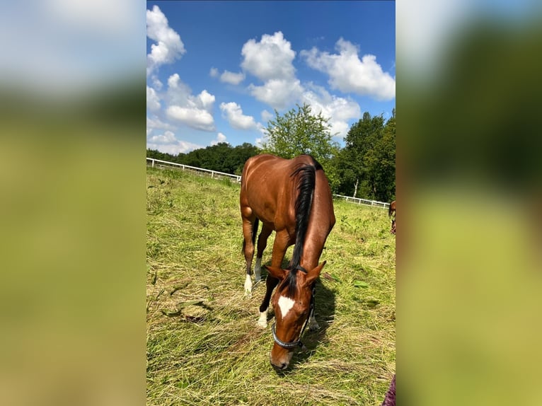 Caballo de salto Oldenburgo Yegua 2 años 170 cm Castaño in Bottrop