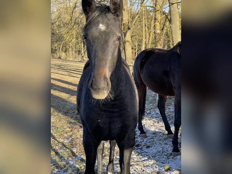 Caballo de salto Oldenburgo Yegua 2 años 170 cm Musgo in MünsingenMünsingen