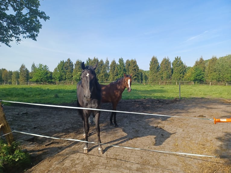 Caballo de salto Oldenburgo Yegua 2 años 170 cm Tordo in Bad Zwischenahn