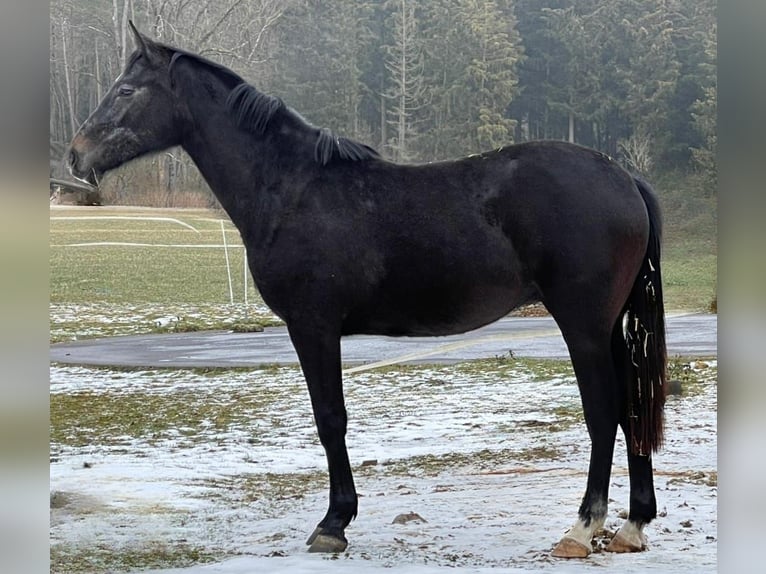 Caballo de salto Oldenburgo Yegua 2 años 172 cm Musgo in MünsingenMünsingen