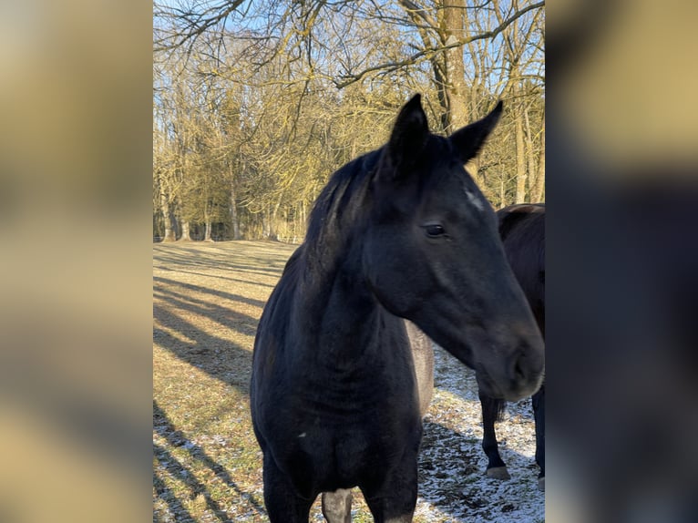 Caballo de salto Oldenburgo Yegua 2 años 172 cm Musgo in MünsingenMünsingen