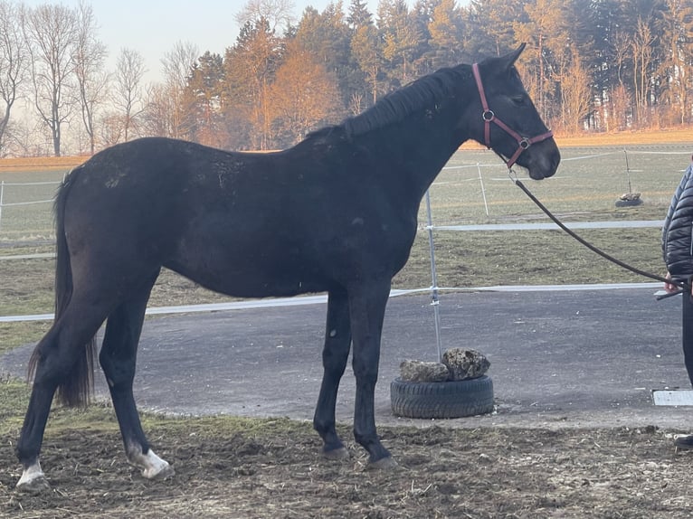 Caballo de salto Oldenburgo Yegua 2 años 172 cm Musgo in MünsingenMünsingen