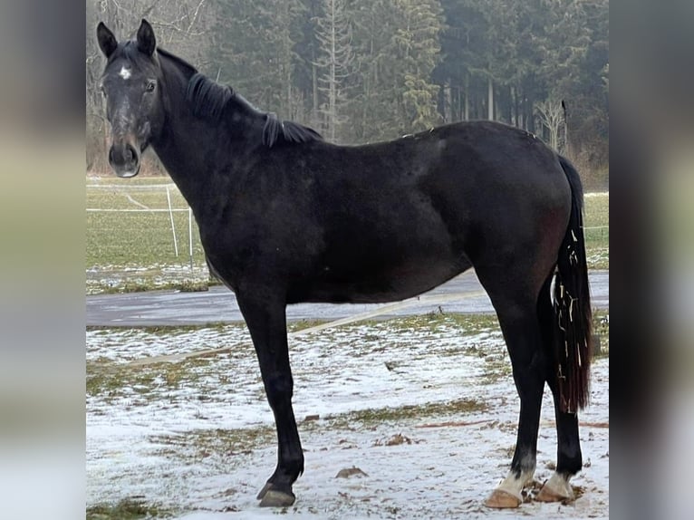 Caballo de salto Oldenburgo Yegua 2 años 172 cm Musgo in MünsingenMünsingen