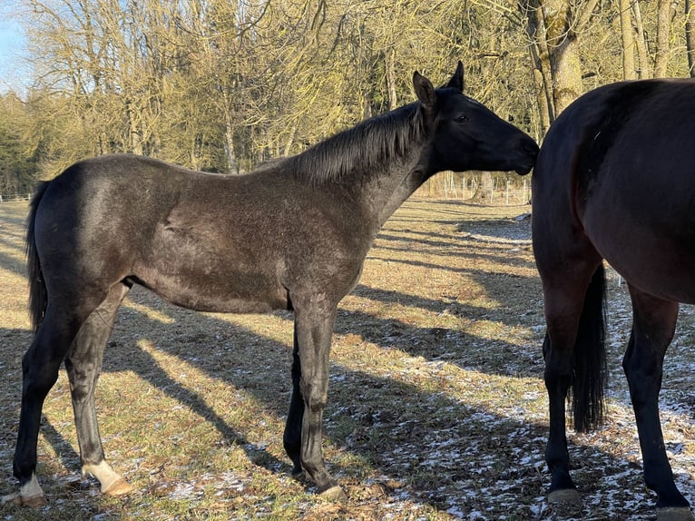 Caballo de salto Oldenburgo Yegua 2 años 172 cm Tordillo negro in MünsingenMünsingen