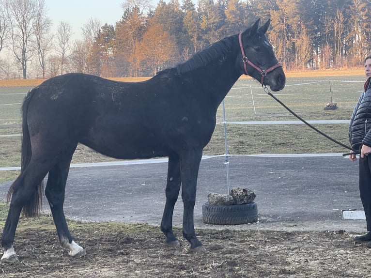 Caballo de salto Oldenburgo Yegua 2 años 172 cm Tordillo negro in MünsingenMünsingen