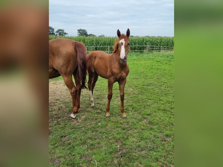 Caballo de salto Oldenburgo Yegua 2 años Alazán in Bösel