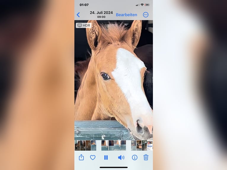 Caballo de salto Oldenburgo Yegua 2 años Alazán in Dahlenburg