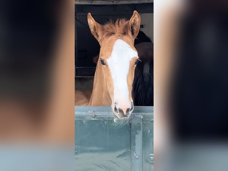 Caballo de salto Oldenburgo Yegua 2 años Alazán in Dahlenburg