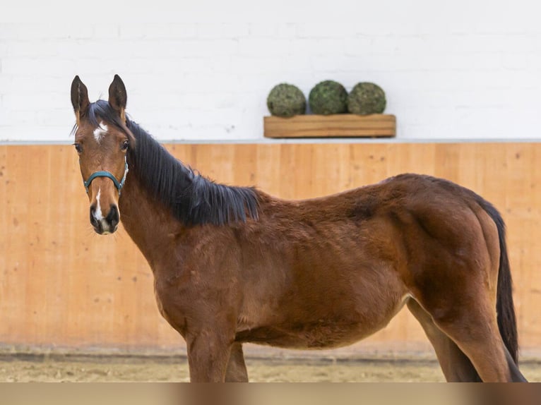 Caballo de salto Oldenburgo Yegua 2 años Castaño in Wuppertal