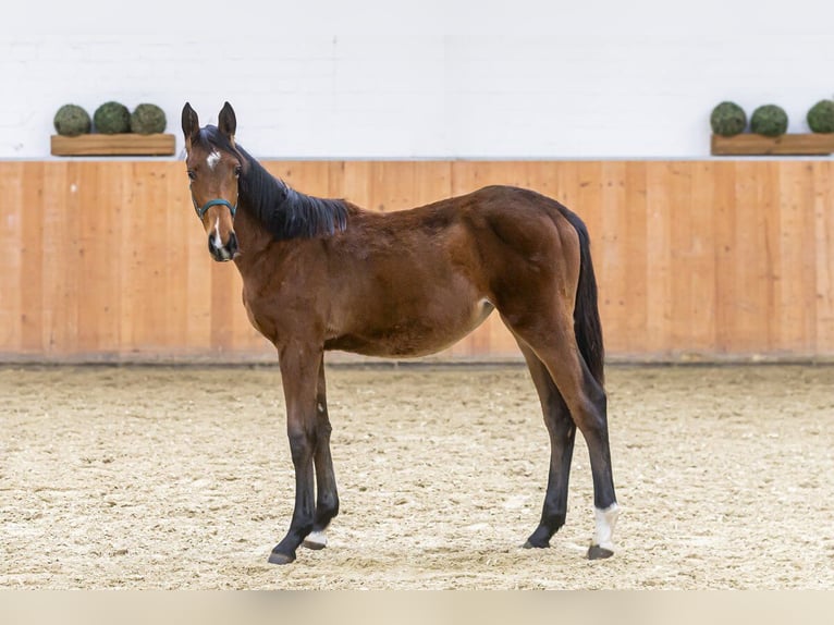 Caballo de salto Oldenburgo Yegua 2 años Castaño in Wuppertal