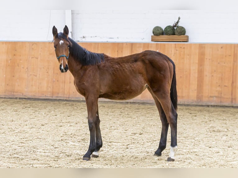 Caballo de salto Oldenburgo Yegua 2 años Castaño in Wuppertal