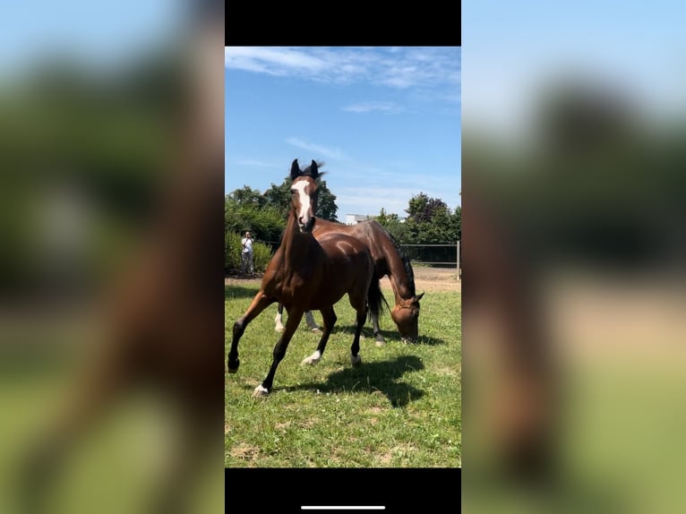 Caballo de salto Oldenburgo Yegua 2 años Castaño in Hahnbach