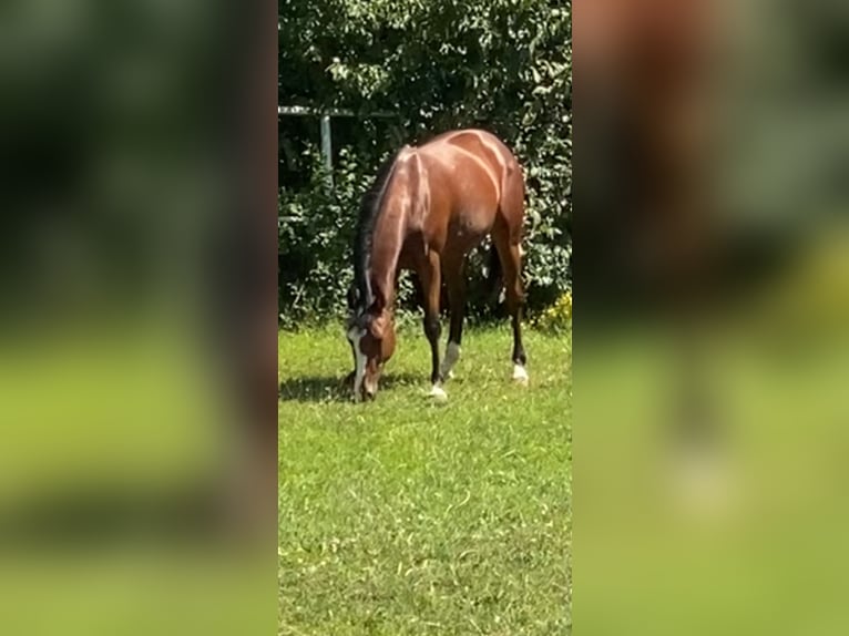 Caballo de salto Oldenburgo Yegua 2 años Castaño in Hahnbach