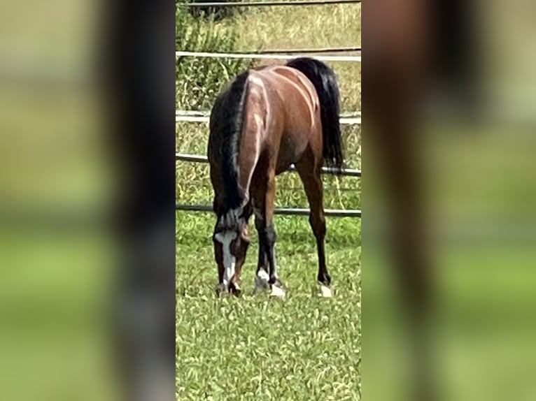 Caballo de salto Oldenburgo Yegua 2 años Castaño in Hahnbach