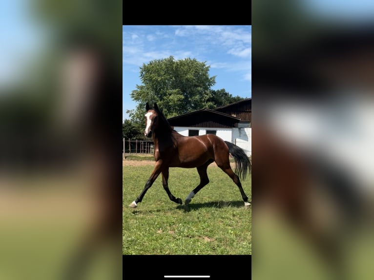 Caballo de salto Oldenburgo Yegua 2 años Castaño in Hahnbach