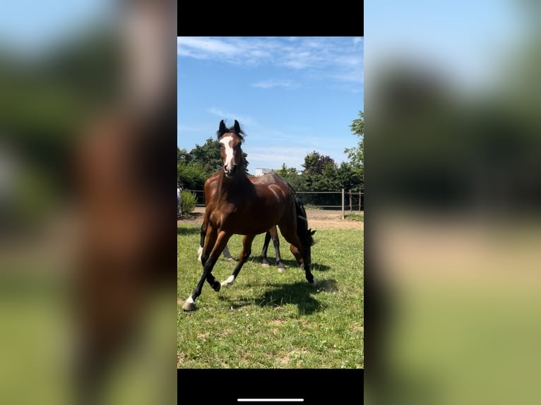 Caballo de salto Oldenburgo Yegua 2 años Castaño in Hahnbach