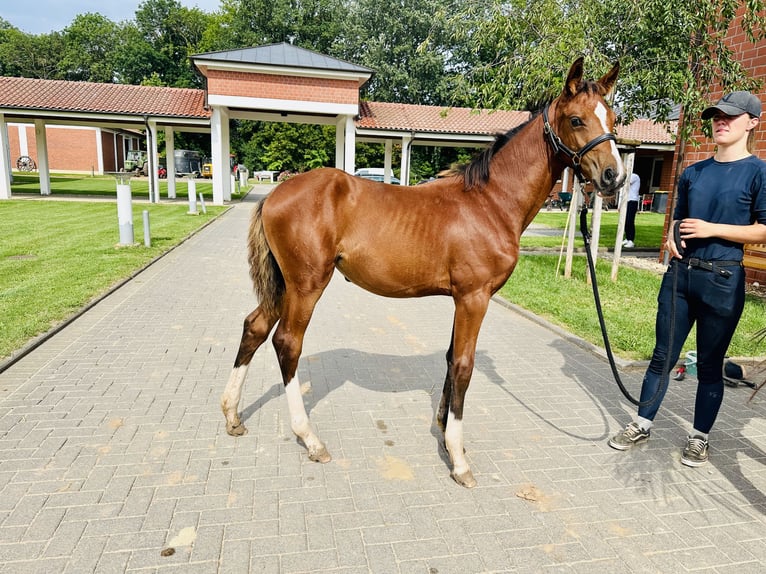 Caballo de salto Oldenburgo Yegua 2 años Castaño in Zülpich