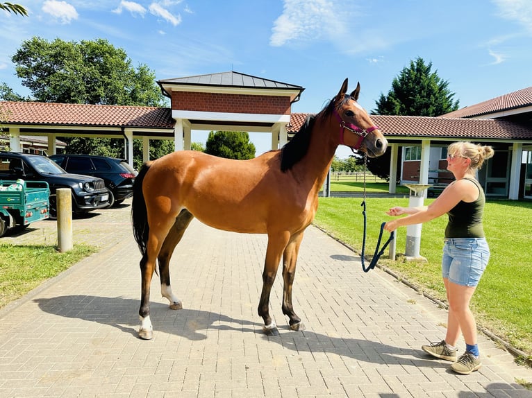 Caballo de salto Oldenburgo Yegua 2 años Castaño in Zülpich