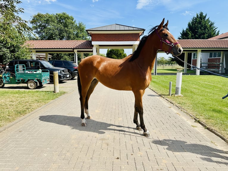 Caballo de salto Oldenburgo Yegua 2 años Castaño in Zülpich