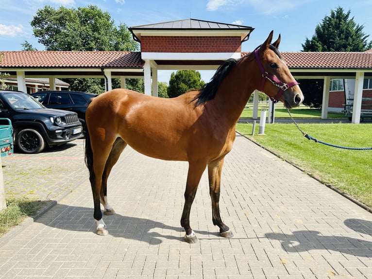 Caballo de salto Oldenburgo Yegua 2 años Castaño in Zülpich