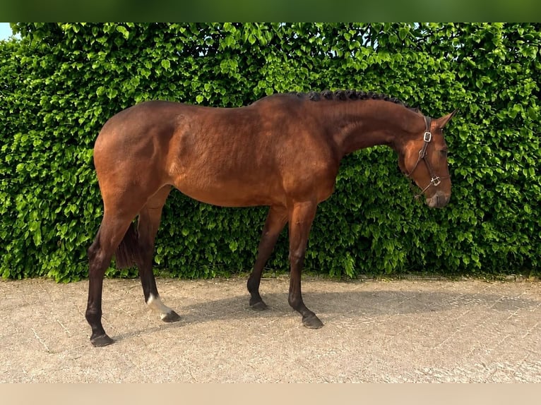 Caballo de salto Oldenburgo Yegua 2 años Castaño in Tönisvorst