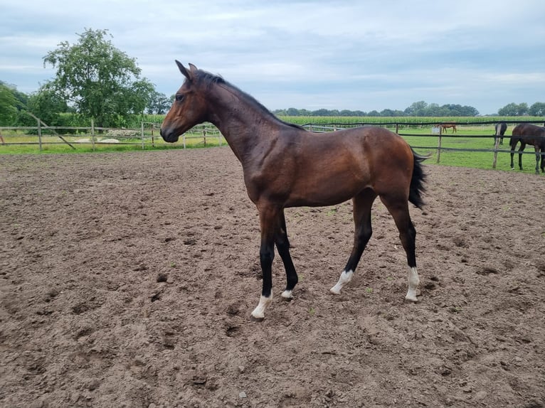 Caballo de salto Oldenburgo Yegua 2 años Castaño oscuro in Bösel