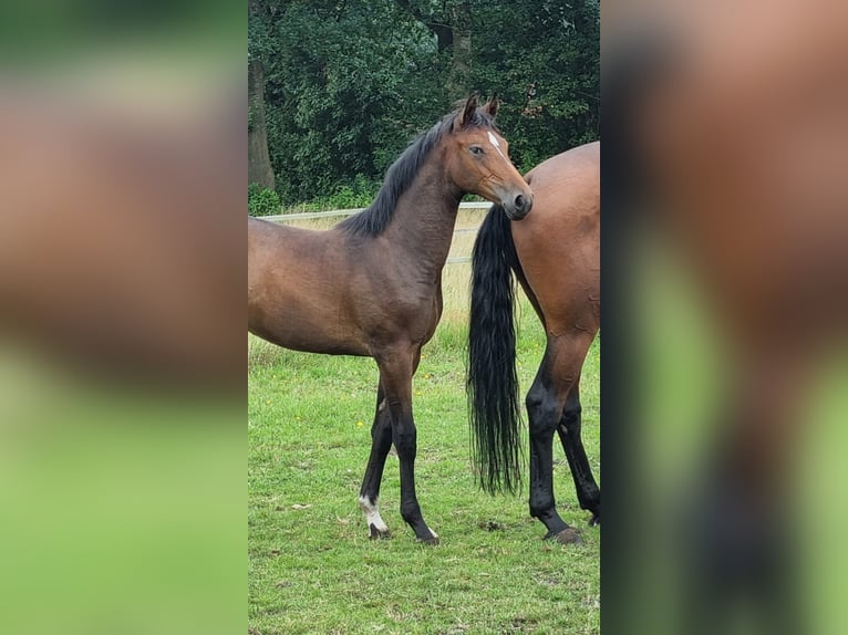 Caballo de salto Oldenburgo Yegua 2 años Castaño oscuro in Bösel