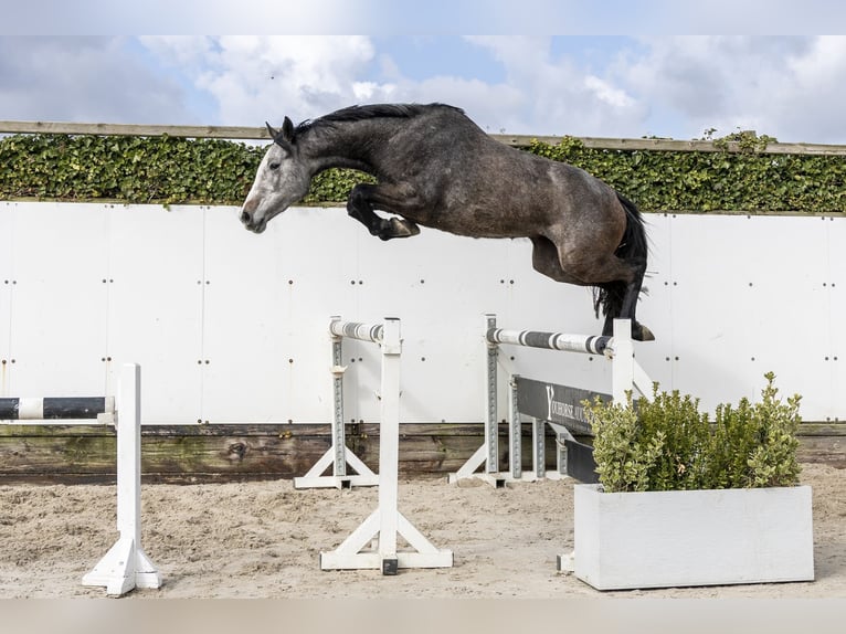 Caballo de salto Oldenburgo Yegua 3 años 159 cm Tordo in Waddinxveen