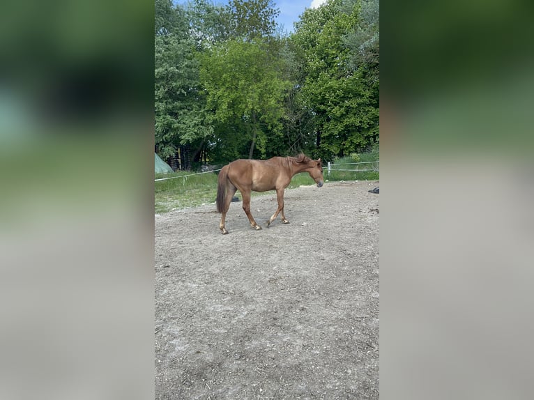 Caballo de salto Oldenburgo Yegua 3 años 160 cm Alazán in Schmarsow