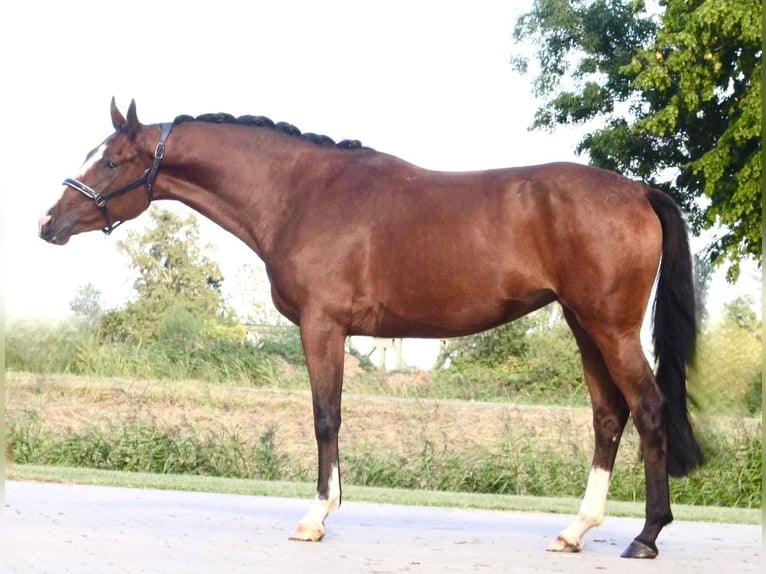 Caballo de salto Oldenburgo Yegua 3 años 162 cm Castaño in Berne