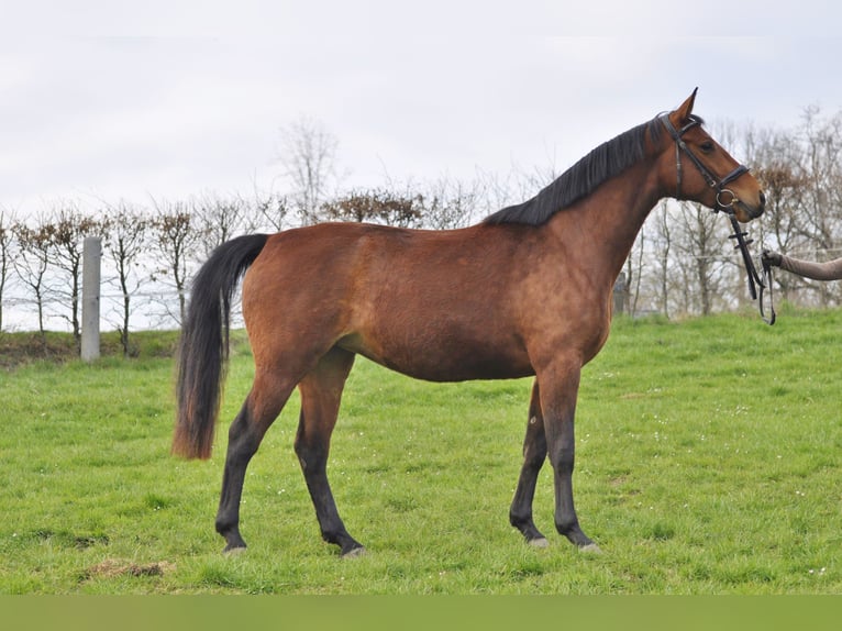 Caballo de salto Oldenburgo Yegua 3 años 163 cm Castaño in Gummersbach