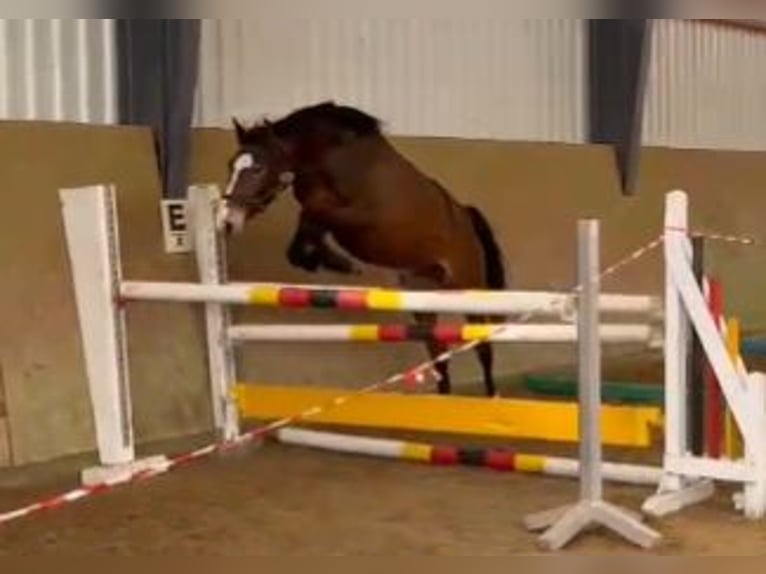 Caballo de salto Oldenburgo Yegua 3 años 164 cm Castaño in Gadow