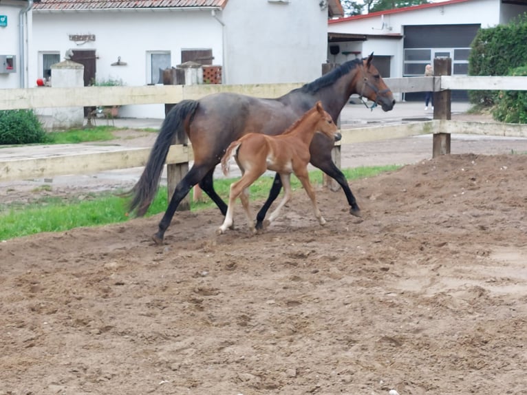 Caballo de salto Oldenburgo Yegua 3 años 165 cm Alazán in Schmarsow
