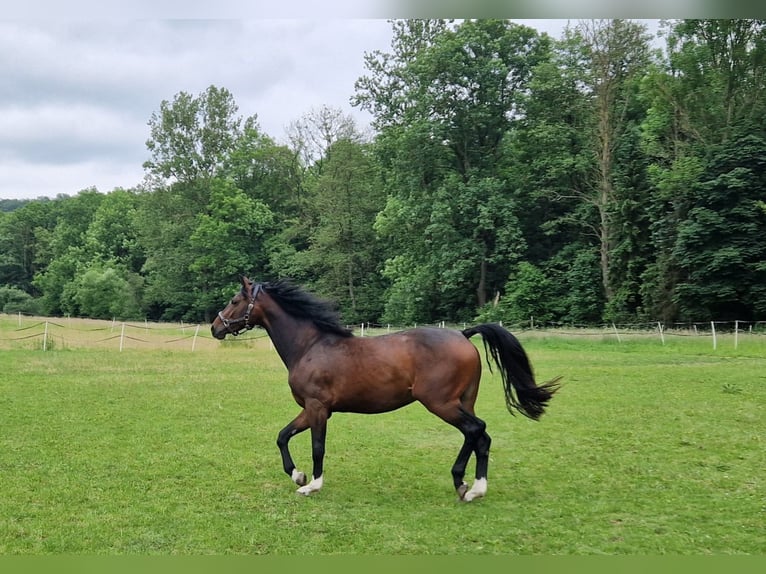 Caballo de salto Oldenburgo Yegua 3 años 165 cm Castaño in Borgentreich