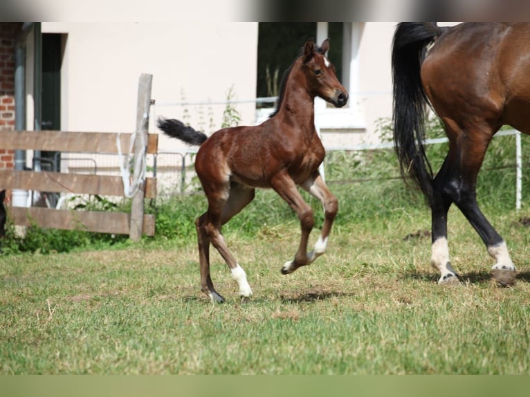 Caballo de salto Oldenburgo Yegua 3 años 165 cm Castaño in Borgentreich