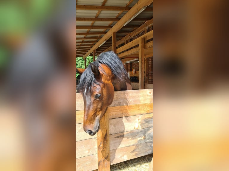 Caballo de salto Oldenburgo Yegua 3 años 165 cm Castaño in Borgentreich