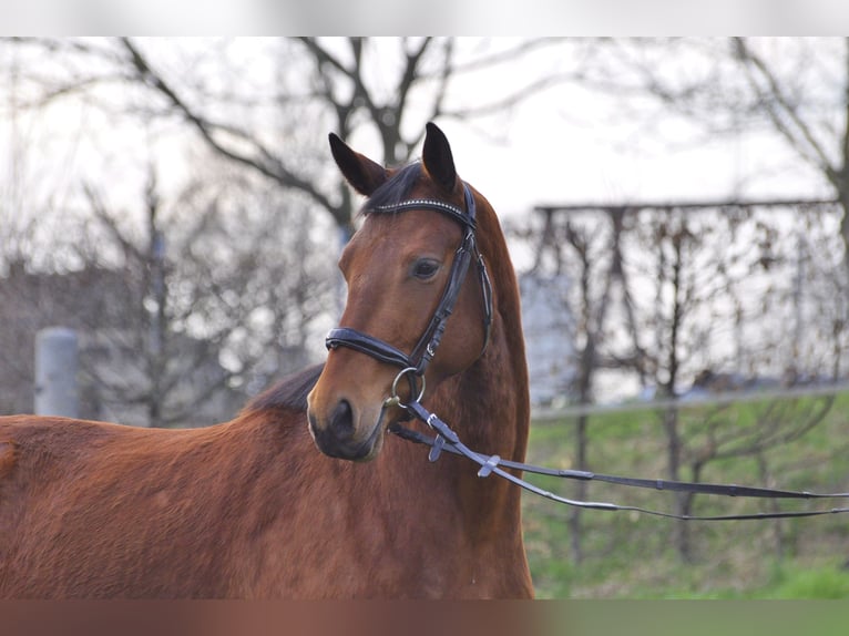 Caballo de salto Oldenburgo Yegua 3 años 165 cm Castaño in Gummersbach