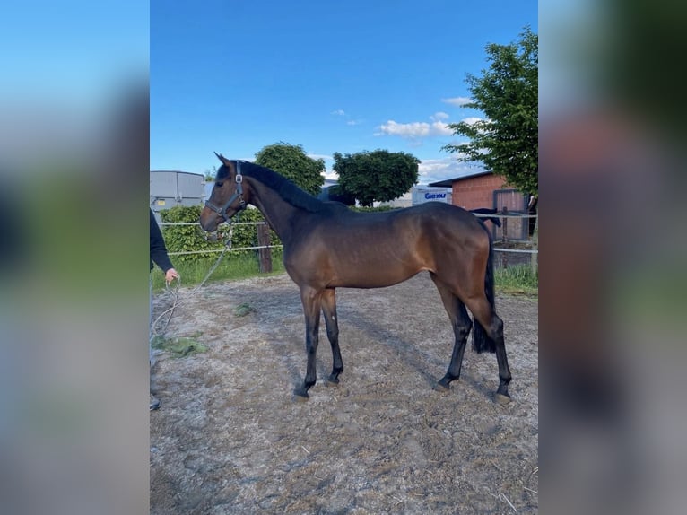 Caballo de salto Oldenburgo Yegua 3 años 166 cm Castaño in Brechen