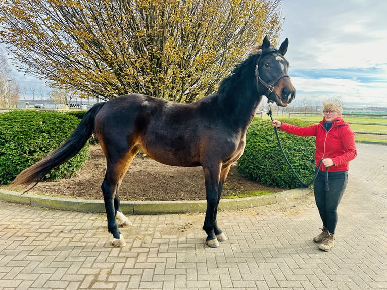 Caballo de salto Oldenburgo Yegua 3 años 166 cm Castaño in Zülpich