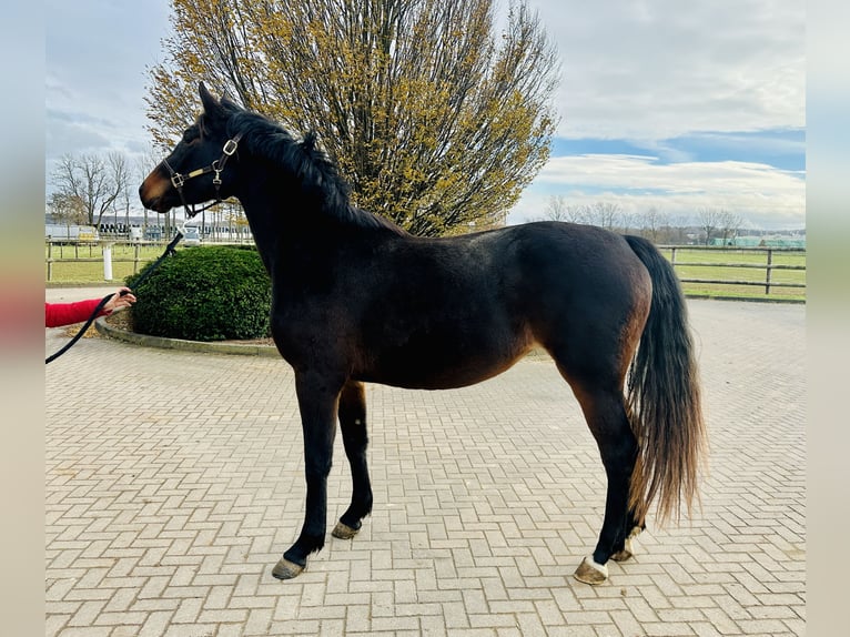 Caballo de salto Oldenburgo Yegua 3 años 166 cm Castaño in Zülpich