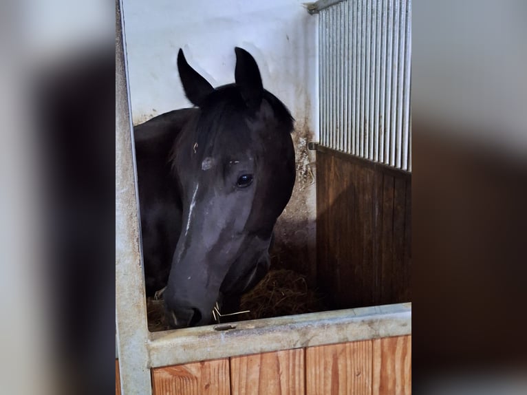 Caballo de salto Oldenburgo Yegua 3 años 168 cm Negro in Königsmoos