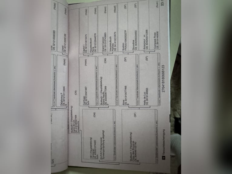 Caballo de salto Oldenburgo Yegua 3 años 170 cm Castaño rojizo in Brno