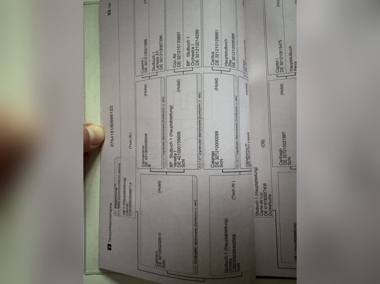 Caballo de salto Oldenburgo Yegua 3 años 170 cm Castaño rojizo in Brno