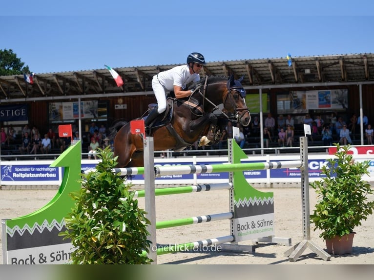 Caballo de salto Oldenburgo Yegua 3 años 170 cm Morcillo in Gotha