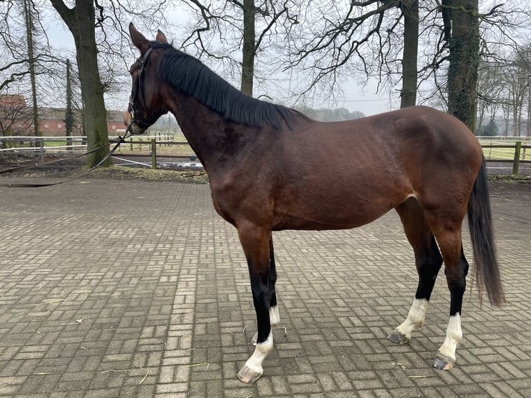 Caballo de salto Oldenburgo Yegua 3 años 172 cm Castaño in Versmold